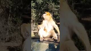 The Barbary macaque Modmam cute funny monkey love nature like travel explore shorts video [upl. by Vaas779]