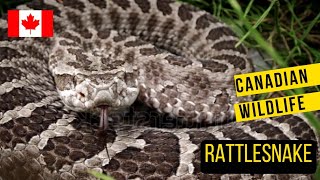 Ontarios Only Venomous Snake The Massasauga Rattlesnake [upl. by Casimir]