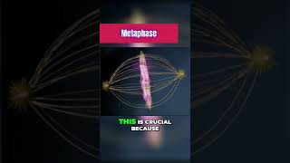 Metaphase of Mitosis 101 [upl. by Orelie]