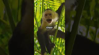 Fun Facts About Adorable Capuchin Monkeys [upl. by Aihsenad864]