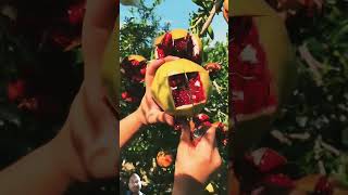 Pomegranate pomegranatecutting fruit nature fruitcutting NatureMeansPeacef8b [upl. by Gillead113]