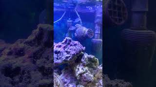 Acclimating my 3 new chromis PART 1 shorts [upl. by Rushing850]