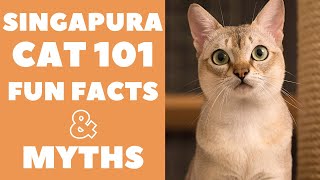 Singapura Cats 101  Fun Facts amp Myths [upl. by Eeleimaj]