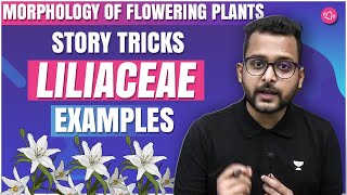 Story Tricks  Liliaceae Family  Examples  Morphology of Flowering Plants  Baibhav Sir [upl. by Adriaens833]