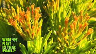 Senecio Barbertonicus Lemon Bean Bush  Flowers have a Goldenyellow color and a sweet fragrance [upl. by Hope198]