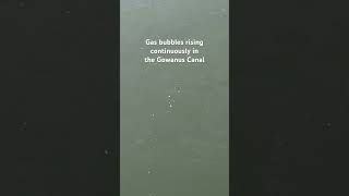 Poisontoxic gas rising in Gowanus Canal [upl. by Erot]