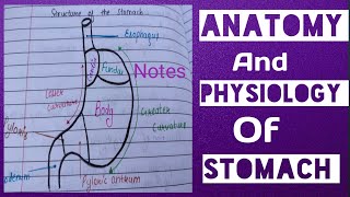 Notes Of Stomach Anatomy And Physiology [upl. by Ekenna]