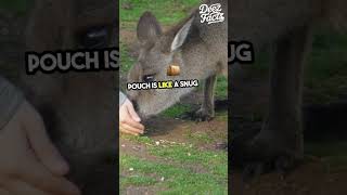 GET SOME MIND BLOWING FACTS ABOUT KANGAROOS BABY viral shortsvideo animals factskangaroo [upl. by Jedidiah]