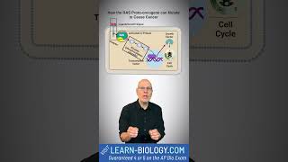 How the RAS Protooncogene can Mutate to Cause Cancer apbiology cellcommunication stem [upl. by Sklar]