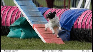 Papillon ICY on AGILITY 2018 [upl. by Lisbeth]