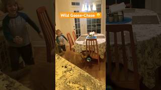 WildGoose Chase Kitchen Shenanigans Continued 😂 malinois dogsandkids silly [upl. by Oswell]