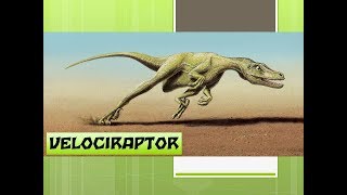 Dinossauros  Os Velociraptors [upl. by Simaj]