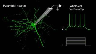 Wholecell patch clamp [upl. by Hoag]