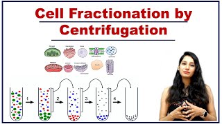 Cell Fractionation by Centrifugation I Differential Centrifugation I Techniques I Cell Biology [upl. by Nowyt811]