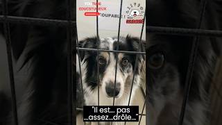 😢🐶Ne Fermez PLUS les Yeux  Chaque Chiens Mérite d’Être Aimé 1 Don❤️ cagnotte solidarité chiens [upl. by Ahsemal]