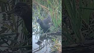 beautiful bird duck at lochore meadows [upl. by Eillod]