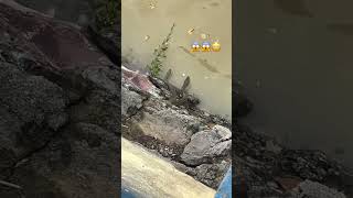 Water snake 🐍😱 पानी वाला सांप 🐍 phonk poison snake poisonousfish watersnake river safety [upl. by Vez]