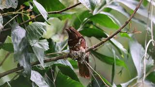 Birding in Bohol Philippines [upl. by Reibaj219]