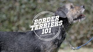 BORDER TERRIERS 101 [upl. by Peta197]