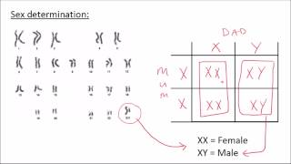 Alleles phenotype and genotype  GCSE Biology 91 [upl. by Wan]