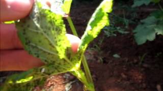 DIY How to kill aphids on okra or any other plant with common kitchen supplies [upl. by Cynarra180]