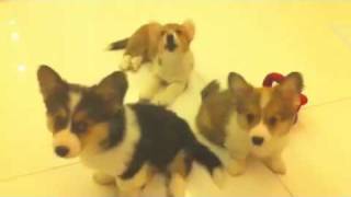 Confused Corgi Puppies [upl. by Paget]