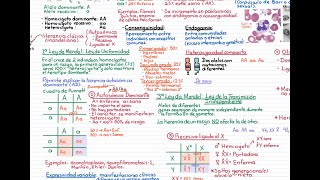 Embriología Curso completo Tema 4 Patrones de herencia [upl. by Eelsha]