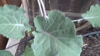 Growing Perennial Tree Kale in Northern California Part 2 of 2 [upl. by Notsae]