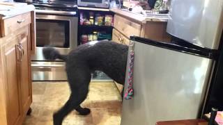 Service dog gets water from fridge [upl. by Aicelav]