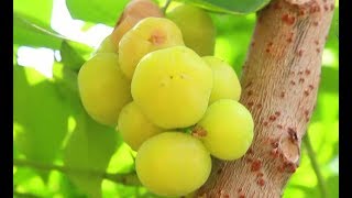 Tropical Fruits Gooseberry  Grosella  Phyllanthus acidus  Starberry  Chalmeri  Nellikai  Usiri [upl. by Saunder]