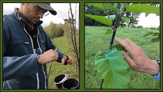 La greffe du châtaignier de A à Z 🌳 Greffer à « l’anglaise compliquée »  greffage « en flûte » [upl. by Randolph]