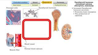 Parathyroid hormone bone resorption amp Calcitonin bone deposition [upl. by Annayhs113]