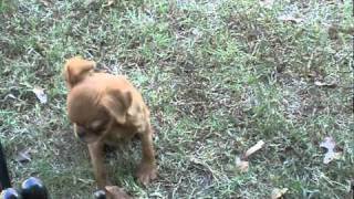 Brussels Griffon Puppies for sale AKC tiny toys [upl. by Ardnasyl]