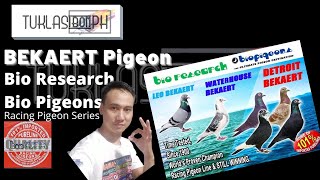 History of Bekaert Pigeon  Racing Pigeon Series ft Bio Research Bio PigeonsLeoDetroitWaterhouse [upl. by Yllop]