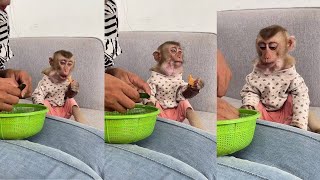 Monkey Bryan eats fruits looks yummy  cute monkey animals eating [upl. by Latrena]