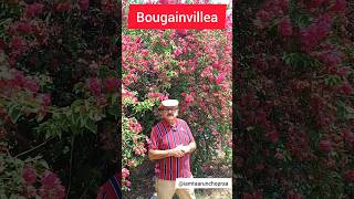 The Bougainvillea  Your GoTo Perennial for Easy Growth and Abundant Flowers bougainvillea [upl. by Luas]