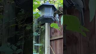 Titmice Nuthatches amp Blackcapped Chicks ornithology birds [upl. by Nithsa]