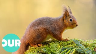 The Incredible Scottish Highlands 4K Documentary  Our World [upl. by Marjorie218]