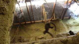 Smartest Active Monkey Live up to 45 Years Black Cap Capuchin Live in South America [upl. by Ykcub422]