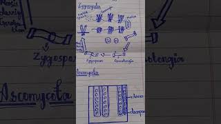 Structure of zygomycota and ascomycota [upl. by Timoteo]