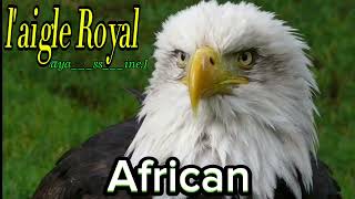 laigle Royal 🦅 african 🏌️ [upl. by Abixah839]