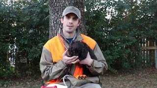 Boykin Spaniel Training 001 Introducing your Puppy [upl. by Eetsim]