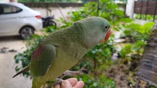 Alexandrine parrot natural sound l birds like shorts [upl. by Wolfram]