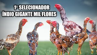 1⁰ SELECIONADOR DE ÍNDIO GIGANTE MIL FLORES ÍNDIO GIGANTE UBERABA  62 96597082 [upl. by Yedarb]