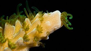 Time lapse of staghorn hard coral growing close up of polyps [upl. by Eelydnarb]