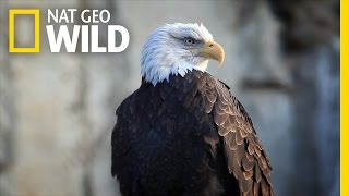 Bald Eagle Feeding Frenzy  United States of Animals [upl. by Hrutkay]