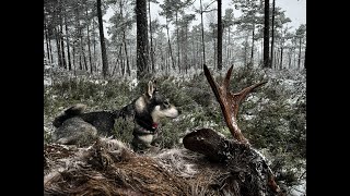 Jakt i Norden  Älg och Vildsvinsjakt med Jämthund [upl. by Tommie684]