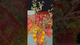 Lahr lahar lahraye re mere agan ki Tulsi shortvideo viralvideo tulsivivah tulsi tulsimatabhajan [upl. by Home]