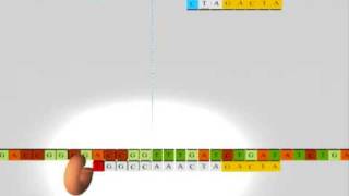 Sequencing DNA RNA Nucleics Acids Secuenciacion ADN acidos nucleicos [upl. by Eyr737]