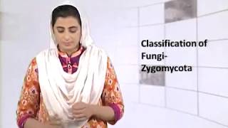 Biology Fsc Part 1 Chapter 8 Classification of fungi Zygomycota  Biology [upl. by Bettencourt]